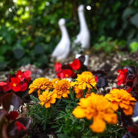 Yucca - Luxury And Glamping 3* Torano Nuovo