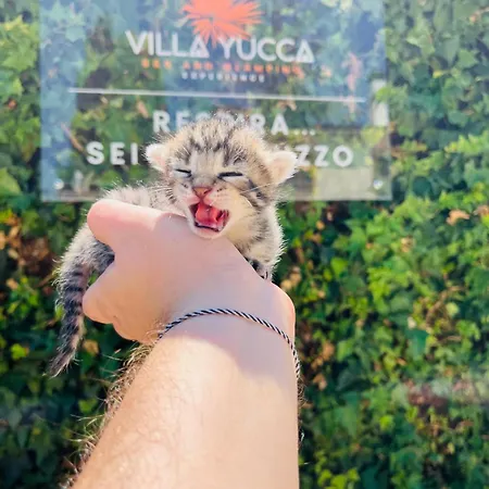 Bed & Breakfast Yucca - Luxury And Glamping 3*