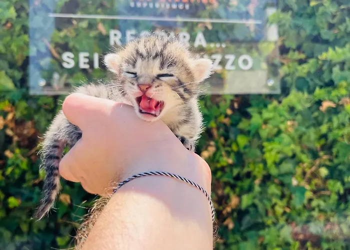 Frühstückspension Yucca - Luxury And Glamping 3*