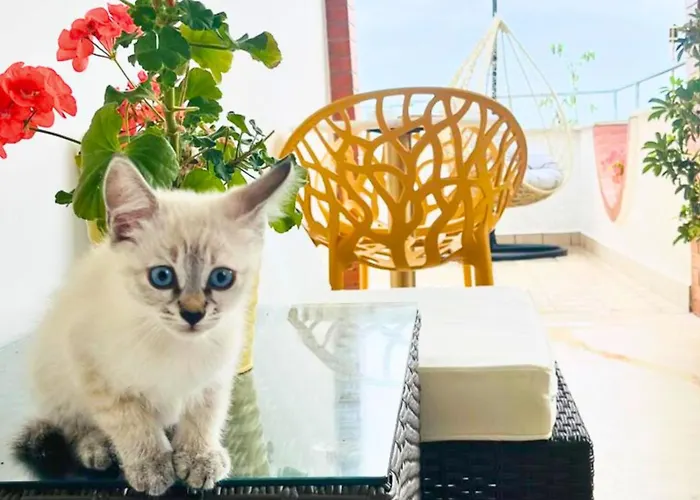 Yucca - Luxury And Glamping 3* Torano Nuovo